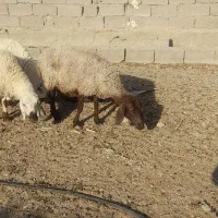 میش بره بز فروشی