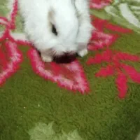 خرگوش کوچیک