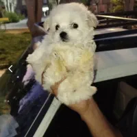 سگ پودل مالتیز