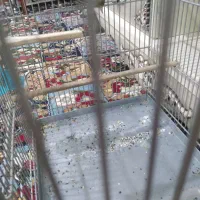 سهره قناری نر دهن دار و نشون دار دم سفید|پرنده|الیگودرز, |دیوار