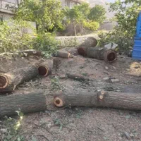 خرید انواع چوب باغی و ساختمانی|خدمات باغبانی و درختکاری|علی‌آباد کتول, |دیوار