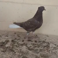 کفتر سرکه ای دم سفید مغلف