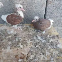 کبوتر  گره درجایی|پرنده|میناب, |دیوار