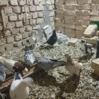 کفتر فروشی|پرنده|کاشمر, |دیوار