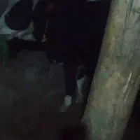 گاو