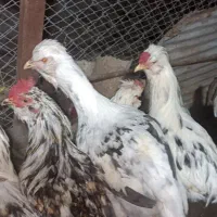 مرغ گلین لری پنگوعنی