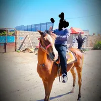 اسب ترکمن