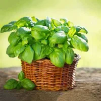 بذر ریحان ایتالیایی