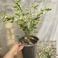 انواع گل بنجامین ابلق بلک لیمویی در چند سایز|گل و گیاه طبیعی|مرودشت, استادیوم‎|دیوار