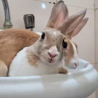 خرگوش نر باهوش و خونگی