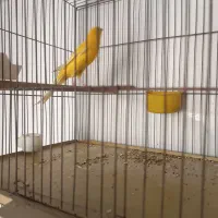 قناری رسمی بلند