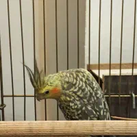 عروس هلندی تخم گذار