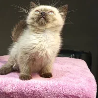 بچه گربه برتیش