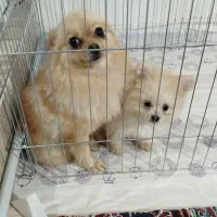 پامرانین روباهی مینی|سگ|نسیمشهر, |دیوار