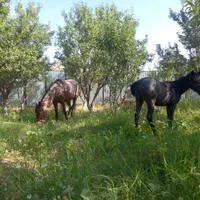 مادیان با کره ماده ۵ماهه