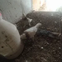 یه طوقی ماده یه شازده ماده بدون غلط