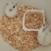 همستر های کوچولوی خانگی|موش و خرگوش|اسلام‌شهر, شهرک قائمیه|دیوار