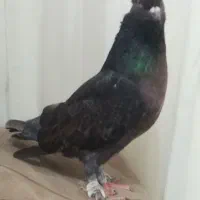 کبوتر زاغ پاپر