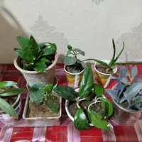 گل اپارتمانی|گل و گیاه طبیعی|تبریز, |دیوار