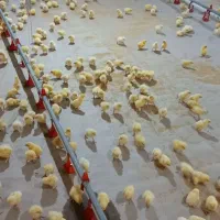 کاردر مرغداری