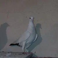 ۴عدد ماده دم سیاه|پرنده|کرمان, |دیوار