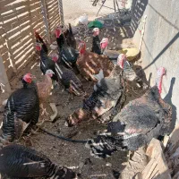 بوقلمون ارگانیک