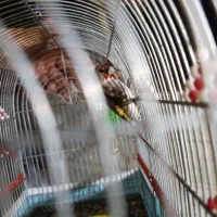 سقا بافتی  (معاوضه)