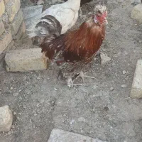 خروس گلین