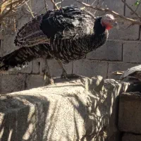 بوقلمو فروشی|حیوانات مزرعه|بم, |دیوار