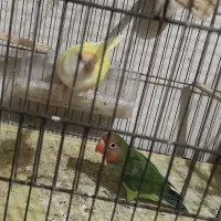 جفت طوطی کوتوله