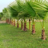 پالم واشنگتن سه ساله