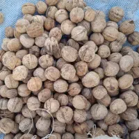 گردوی طالقان