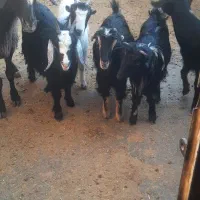 تعدادی بزغاله ماده ابستن|حیوانات مزرعه|ساوه, |دیوار