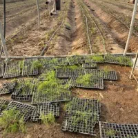 اجاره گلخانه 6000 متر فول جاده ابباریک|اجارهٔ دفتر صنعتی، کشاورزی، تجاری|جوادآباد, |دیوار