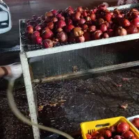 آب انار تازه|خوردنی و آشامیدنی|کوهدشت, |دیوار