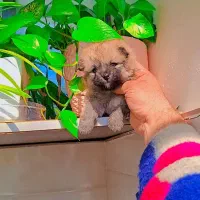 پامر خرسی عروسکی