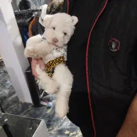 سگ پا کوتاه نژاد پودل|سگ|فردیس, فردیس|دیوار