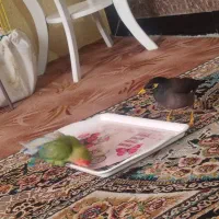 جوجه مرغ مینا چشم ستاره ای فوق بازیگوش