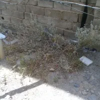 گل وگیاه