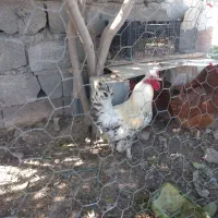 خروس سلطان معاوضه با محلی در رباط کریم