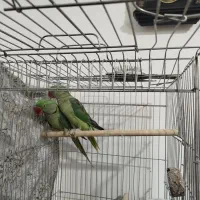 جفت شاه طوطی