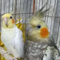 عروس هلندی|پرنده|تالش, تالش|دیوار