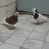 کبوتر تهرانی