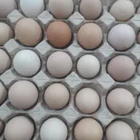 تخممرغ محلی تازه درجه ۱