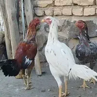 لاری دو خروس جوان