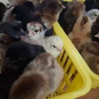 جوجه مرغ|حیوانات مزرعه|گوراب زرمیخ, |دیوار