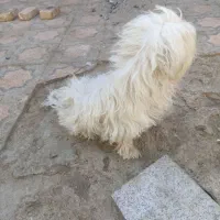 سگ خوب پشمالو