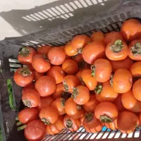 خرمالو خوشمزه|خوردنی و آشامیدنی|هشتگرد, هشتگرد قدیم|دیوار