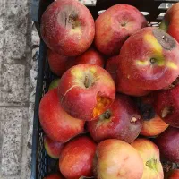 سیب سبز ریز  باقرمز
