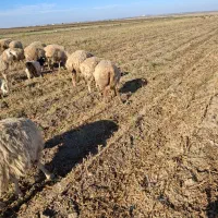 فروش 130 راس گوسفند دامازدخ|حیوانات مزرعه|پارسآباد, |دیوار